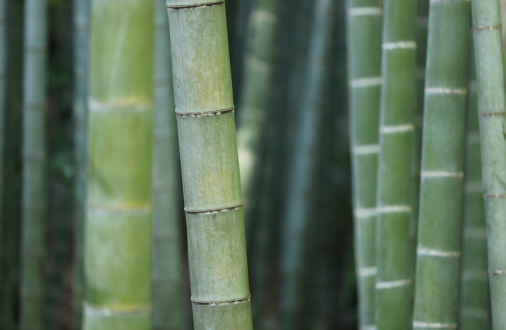 Tout savoir sur la fibre de bambou