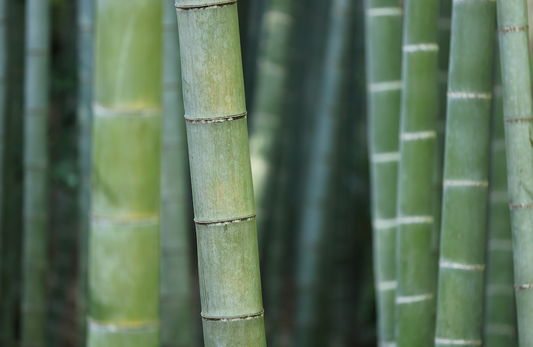 Tout savoir sur la fibre de bambou
